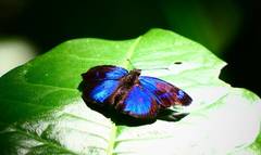 Paches loxus gloriosus