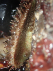 Placiphorella velata