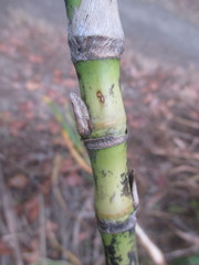 Miscanthus × longiberbis
