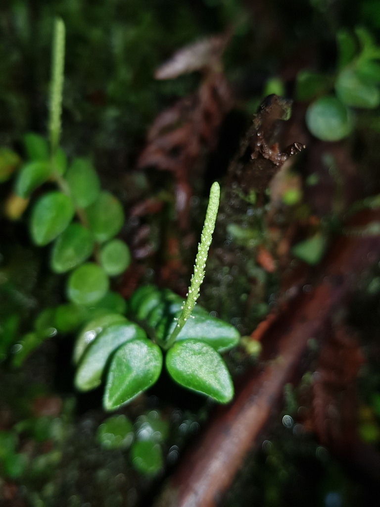 Pleurocarpidium