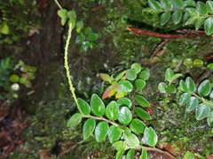 Peperomia tenella