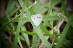 Cupido comyntas texana