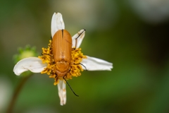 Nemognatha punctulata