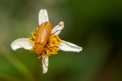 Nemognatha punctulata