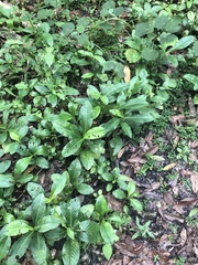Pseudelephantopus spicatus