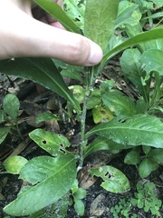 Pseudelephantopus spicatus