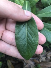 Pseudelephantopus spicatus