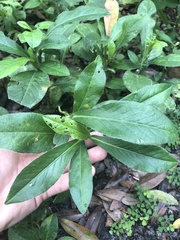 Pseudelephantopus spicatus