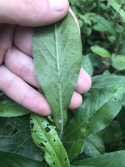 Pseudelephantopus spicatus
