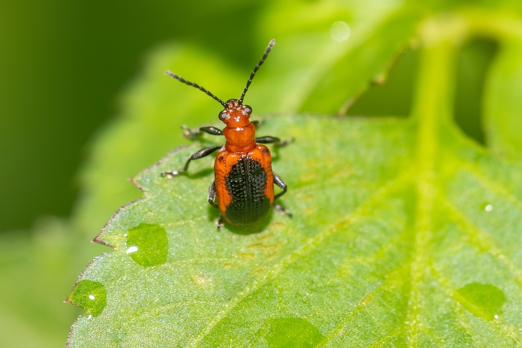 Neolema ephippium