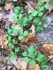 Waldsteinia
