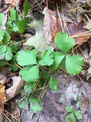 Waldsteinia