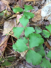 Waldsteinia