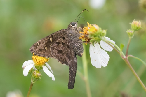 Dorantes Longtail photo 6