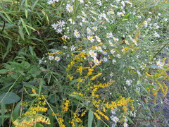 Solidago