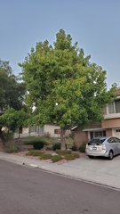 Liquidambar styraciflua