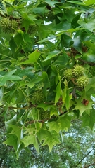 Liquidambar styraciflua