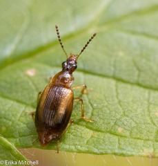 Trigonodemus striatus