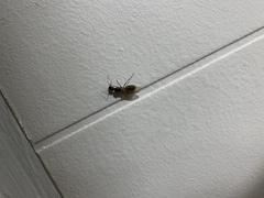 Camponotus inaequalis