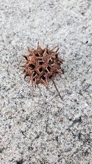 Liquidambar styraciflua