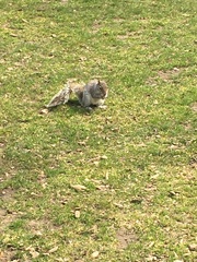 Sciurus carolinensis