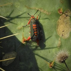 Eichlinia grande