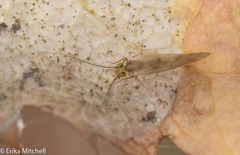 Xanthocaecilius