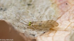 Xanthocaecilius