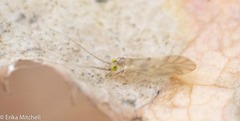 Xanthocaecilius