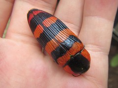 Temognatha regia