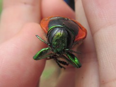 Temognatha regia