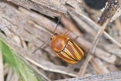 Cryptocephalus obsoletus