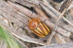 Cryptocephalus obsoletus
