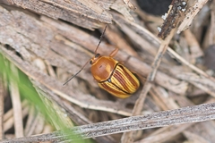 Cryptocephalus obsoletus
