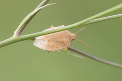 Thyanta custator custator