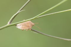 Thyanta custator custator