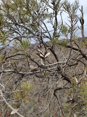 Hakea ednieana