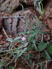 Convolvulus remotus