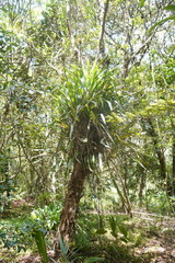 Guzmania triangularis