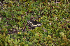 Papilio brevicauda
