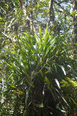 Guzmania triangularis
