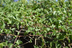 Cissus trifoliata