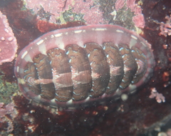 Tonicella