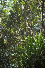 Guzmania triangularis