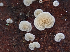 Crepidotus epibryus