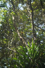 Guzmania triangularis