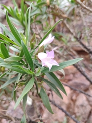 Eremophila freelingii