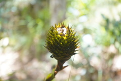 Guzmania triangularis
