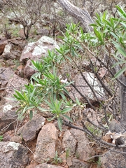 Eremophila freelingii