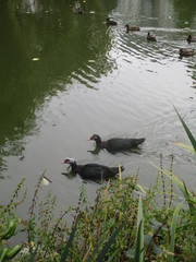 Cairina moschata domestica